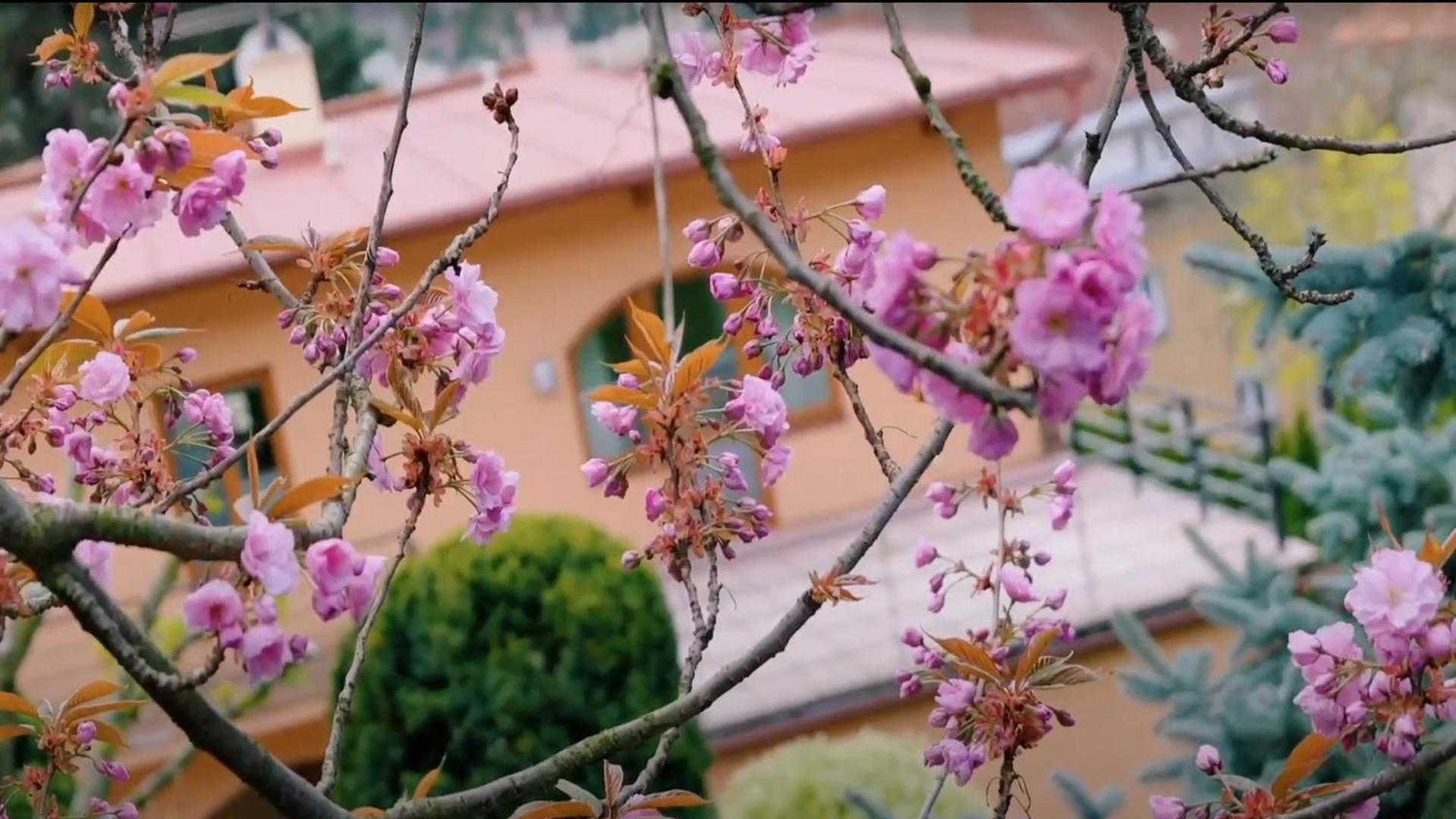 - Wellness, Pool, Jacuzzi, Sauna, Garden, Terraces Pousada *